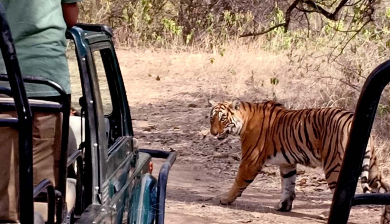 Tiger Safari in Ranthambore National Park