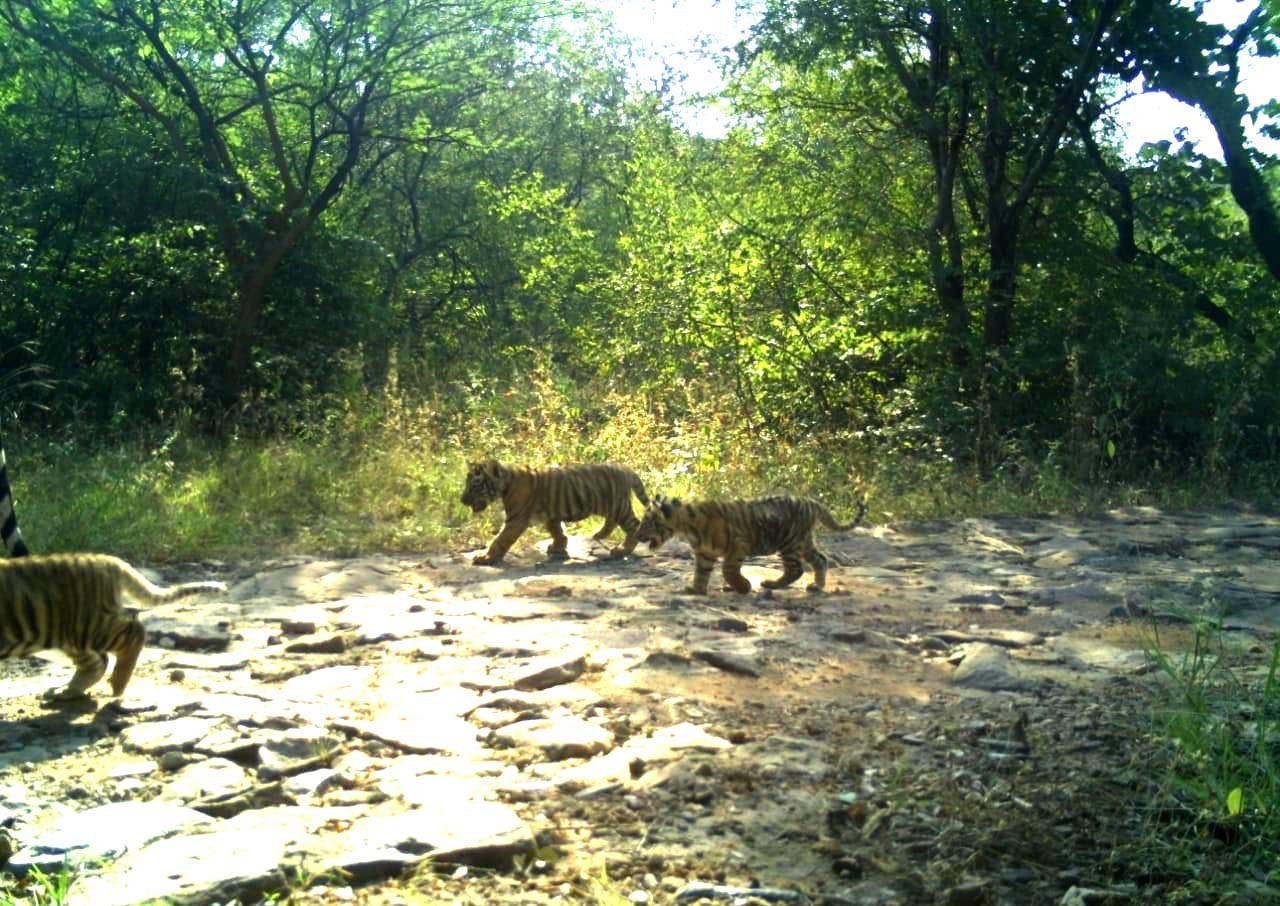 Tigress T -63 with 3 Cubs in Ranthambore