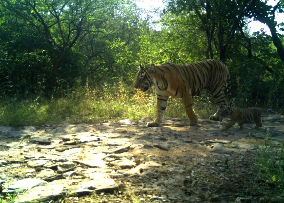 Tigress T 63 with Cubs in Ranthambore