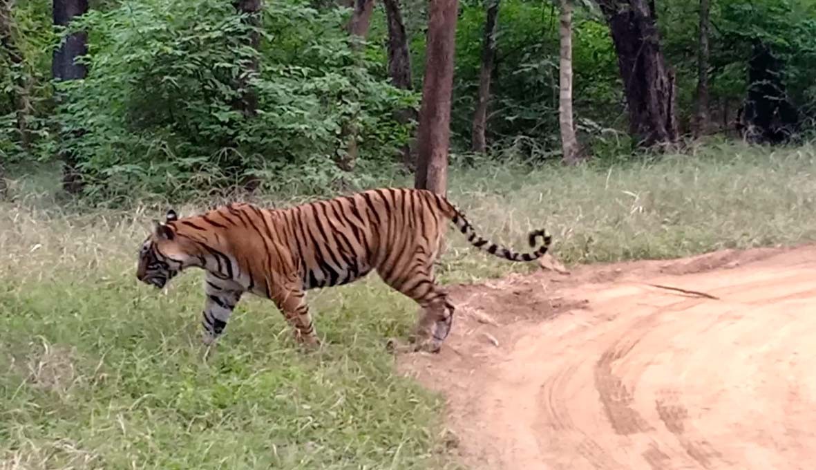 Tigress T-107 Sultana in Ranthambore Zone 1