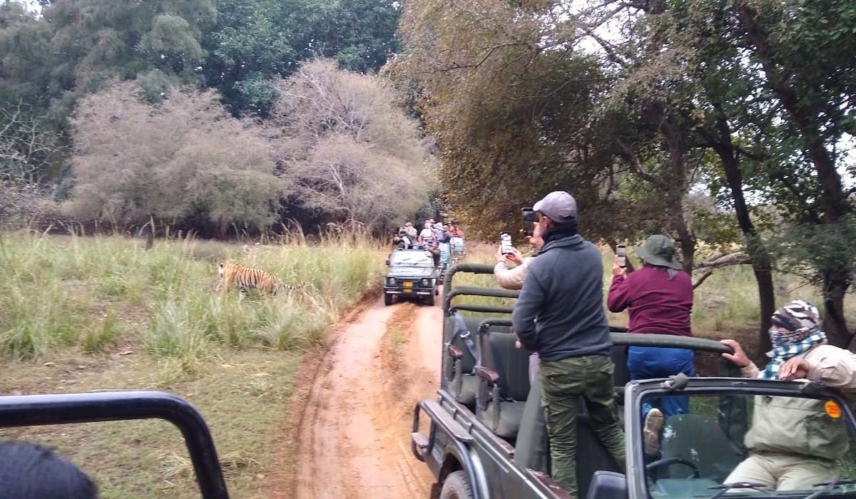 Ranthambore Jungle Safari