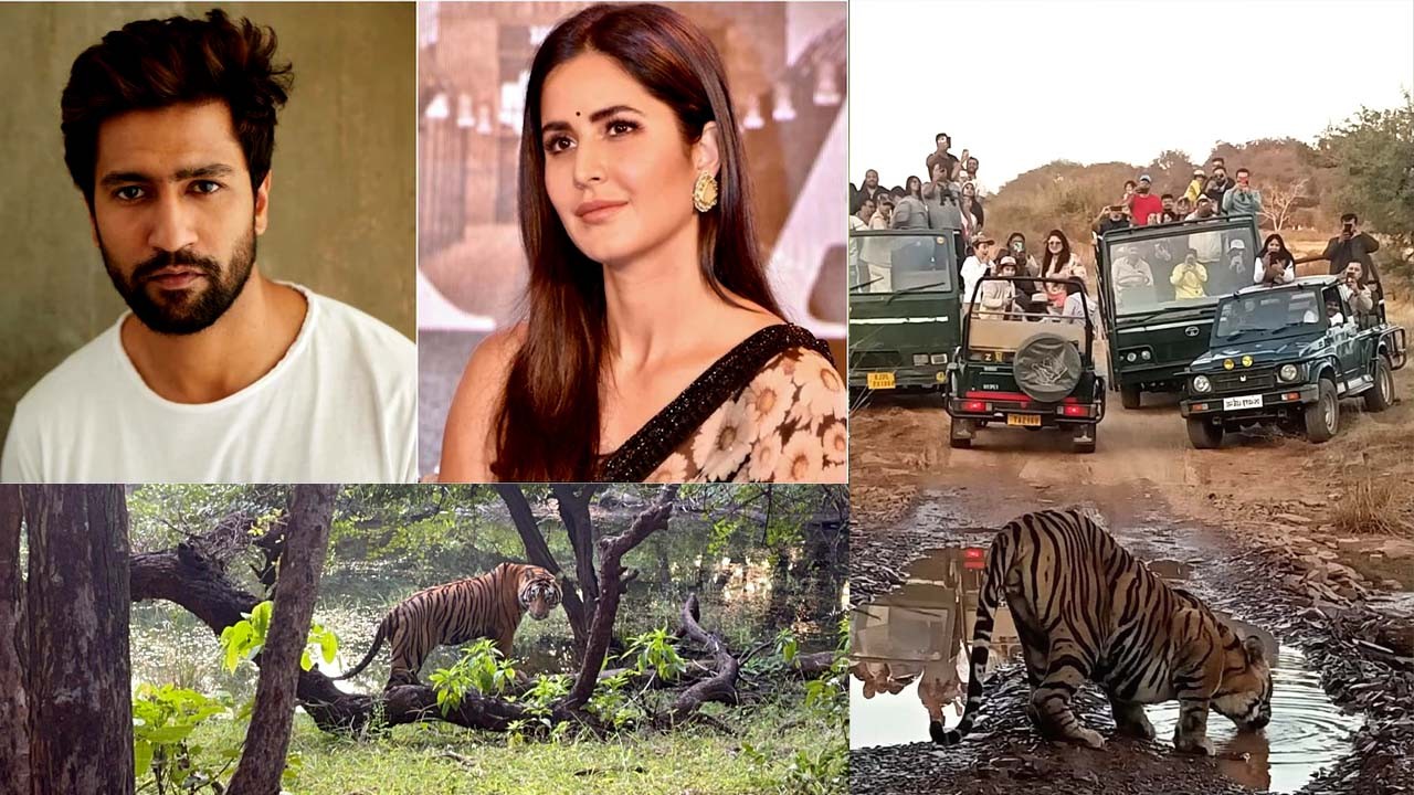 Tiger Safari in Ranthambore for Katrina Kaif and Vicky Kaushal's wedding guests