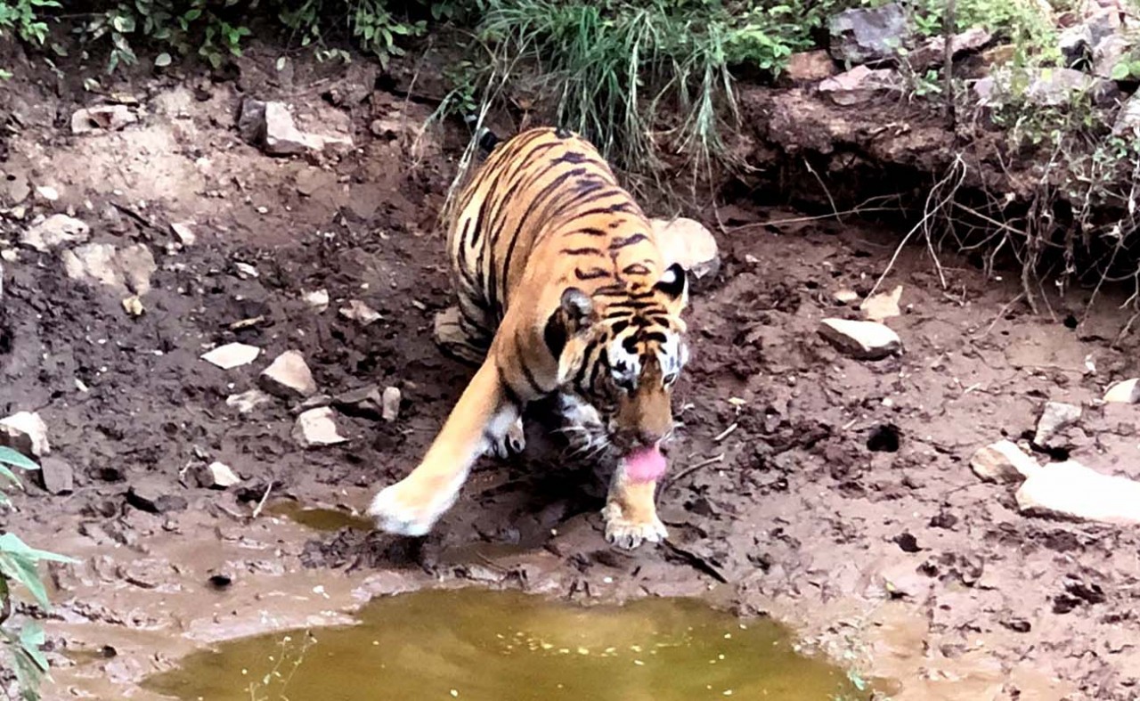 Tiger T-123 in Ranthambore national Park