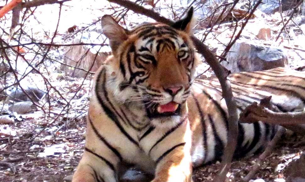 Tigress T 99 in Ranthambore National Park