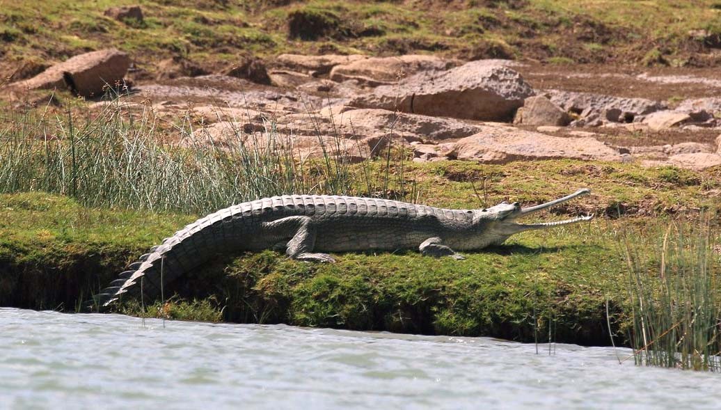 Alligator at Chambal River Ranthambore