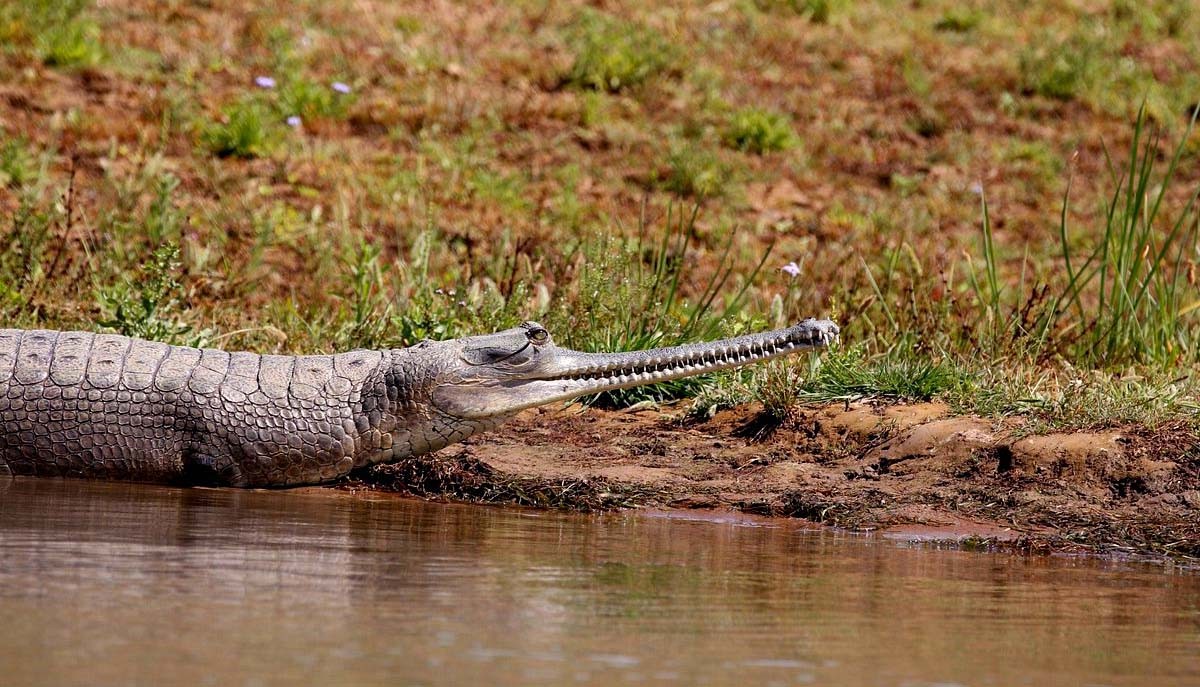 Alligator in Chambal River Safari Ranthambore