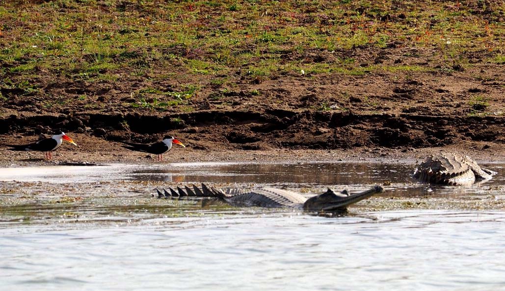 Chambal River Safari