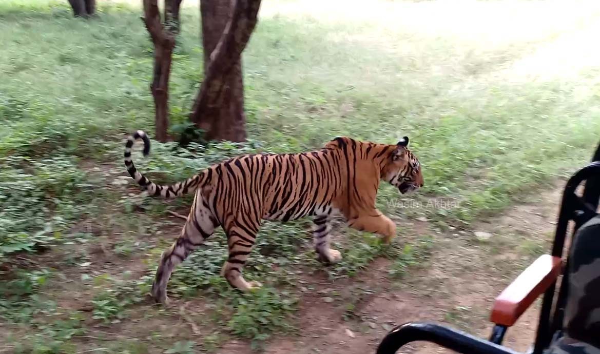 Tigress Sultana During Jungle Safari in ZONE 1 Ranthambore