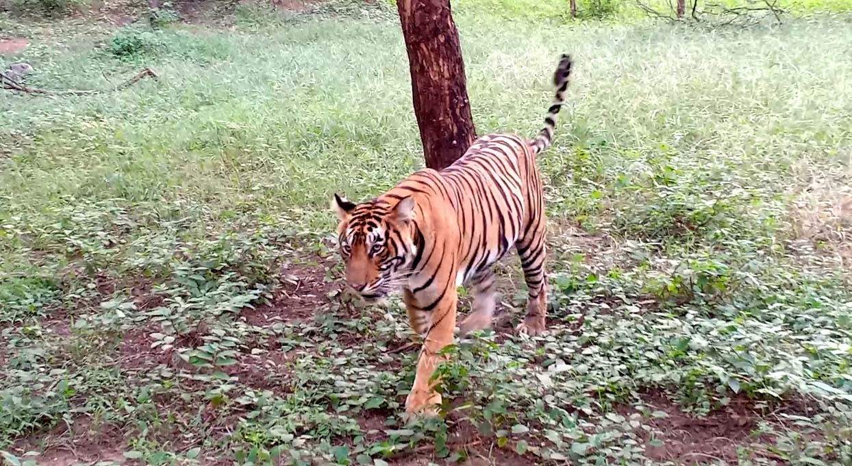 Tigress Sultana T 107 in Zone 1 Ranthambore