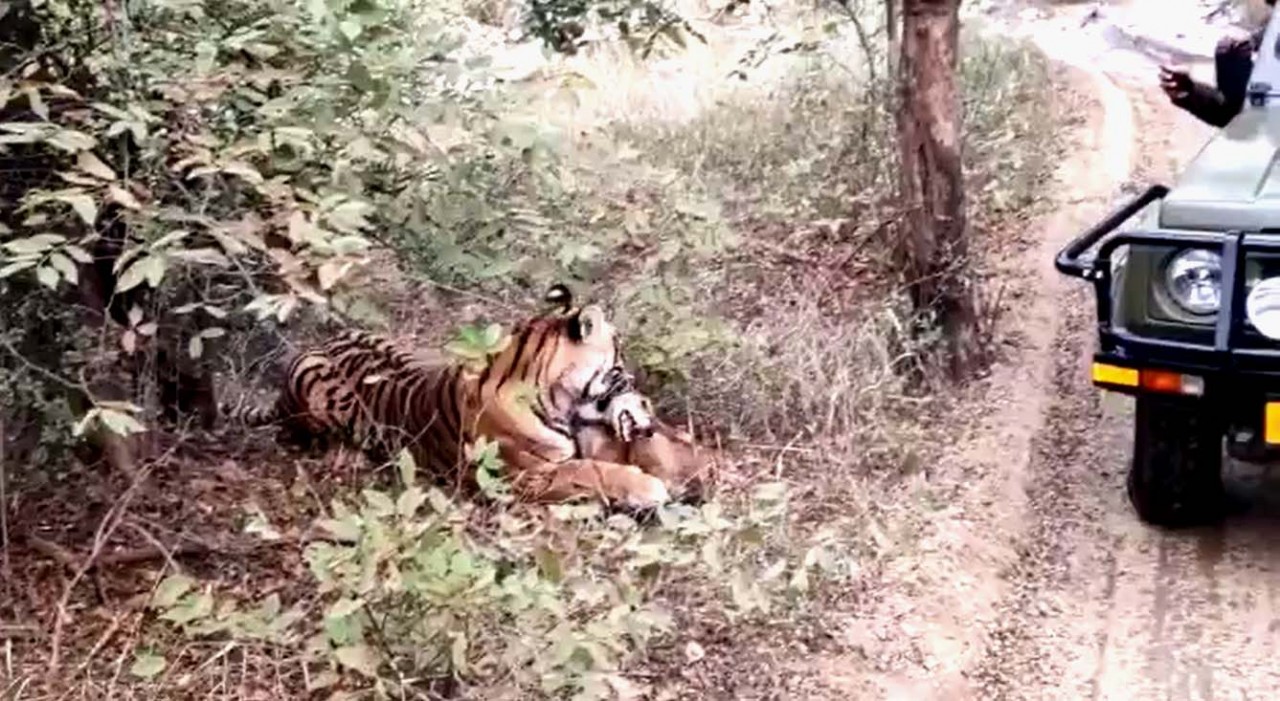 Tigress Sultana hunted a stray dog in Ranthambore