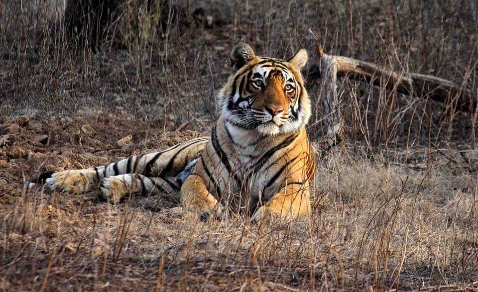 Ranthambore National Park Tiger 