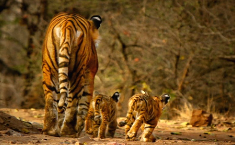 Tigress NOOR with Her Cubs