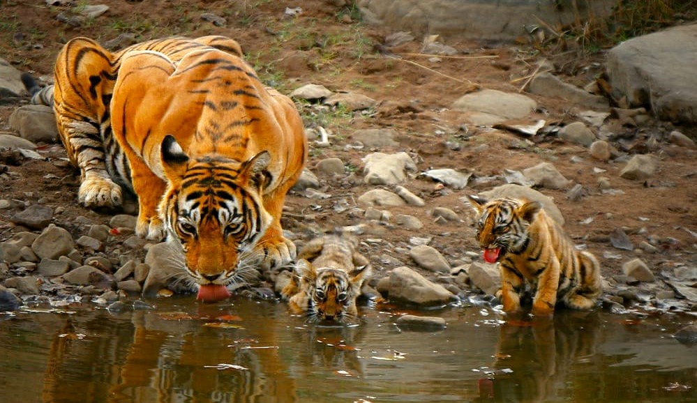 Tigress T-39 Noor with her 2 cubs in Ranthambore