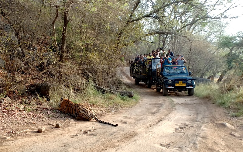 Ranthambore Jungle Safari Booking