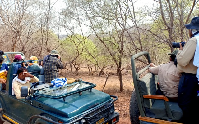 Five types of safari booking in Ranthambore National Park