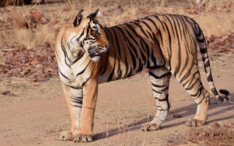 Tigress T-61 in Ranthambore National Park