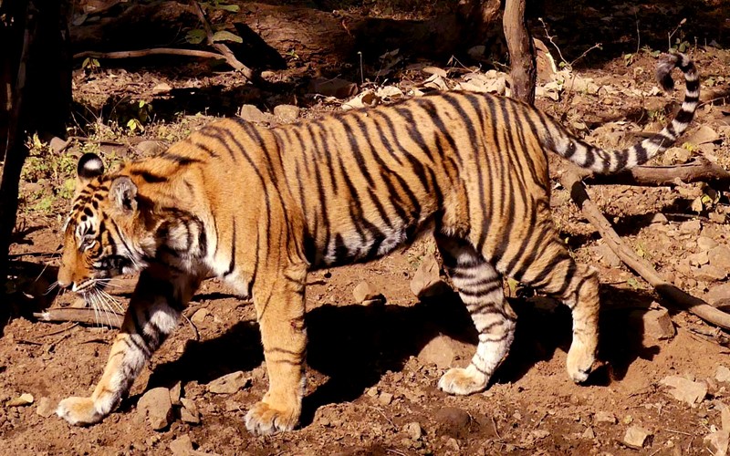 Tigress Sultana T 107 in Ranthambore