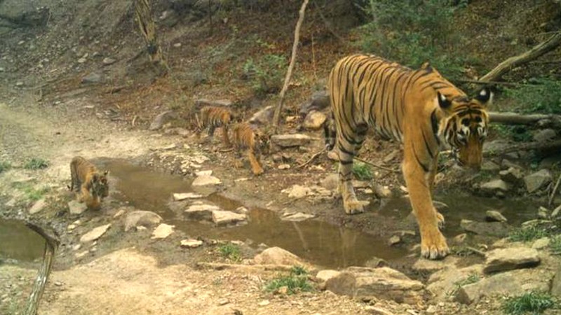 Tigress T-93 spotted with 3 cubs in Ranthambore National Park