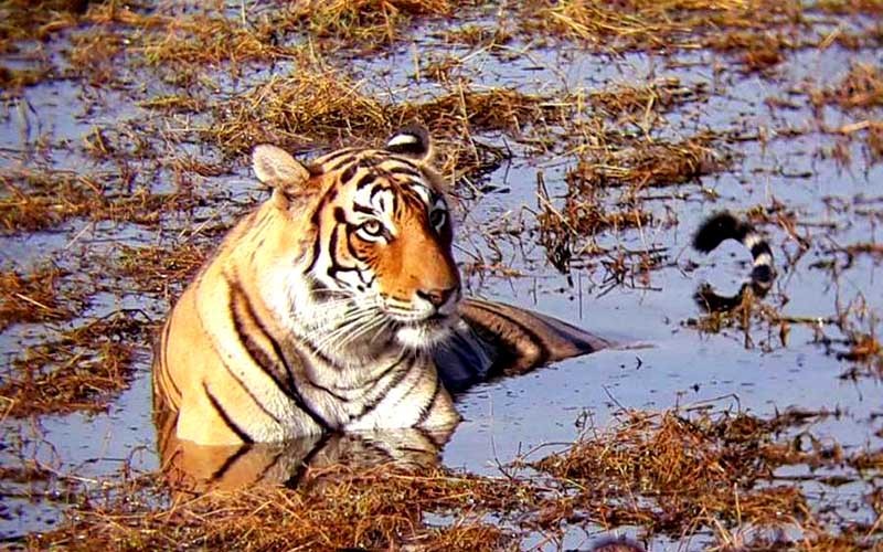 Monsoon Gifts for Wildlife Lovers - Ranthambore National Park is open for tourists during monsoon
