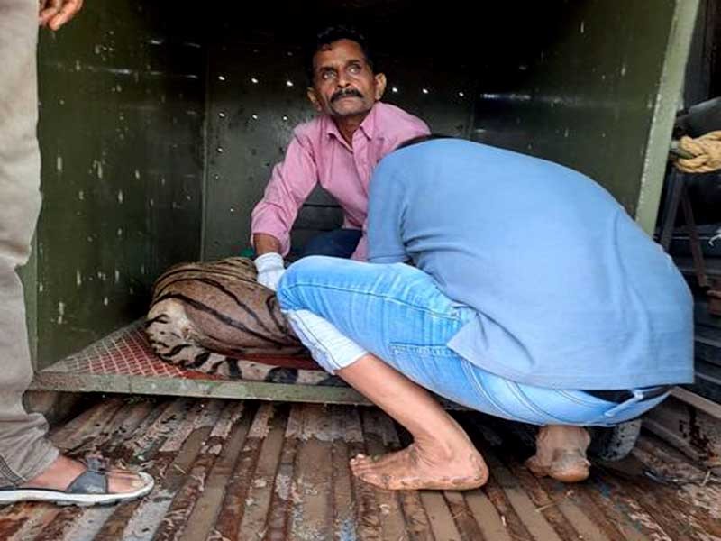 Forest worker keeping tigress in cage