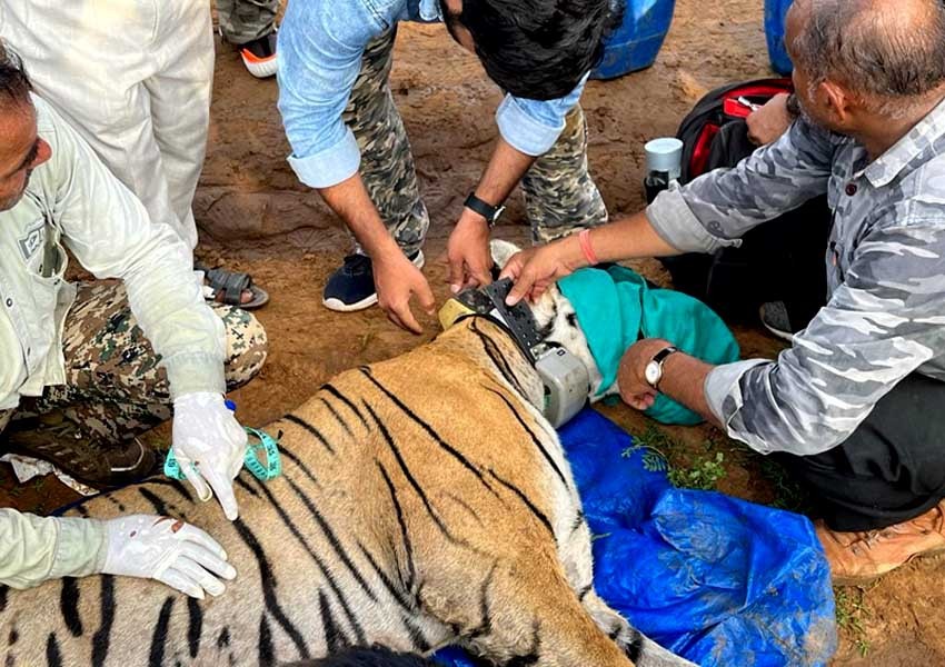 Tigress T 102 tranquilized by Forest Department team