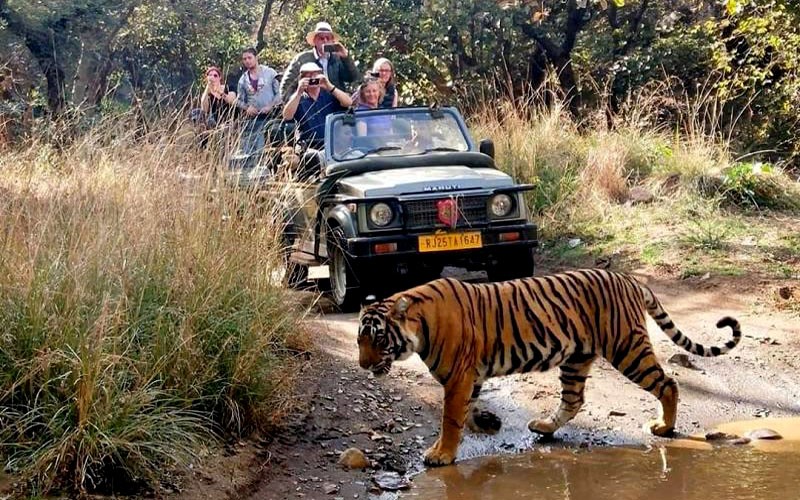 Half day and full day safaris have been stopped in Ranthambore National Park