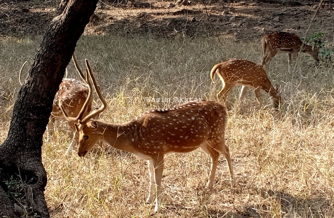 Best Safari Zone in Ranthambore