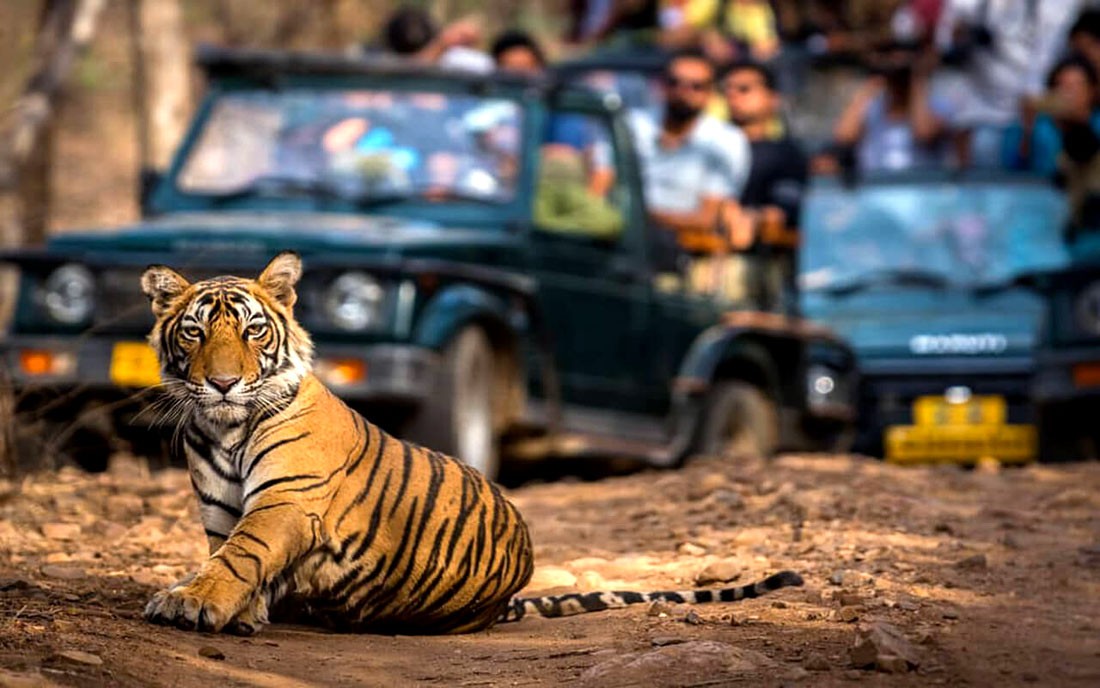 Some important things you should know before going on safari in Ranthambore