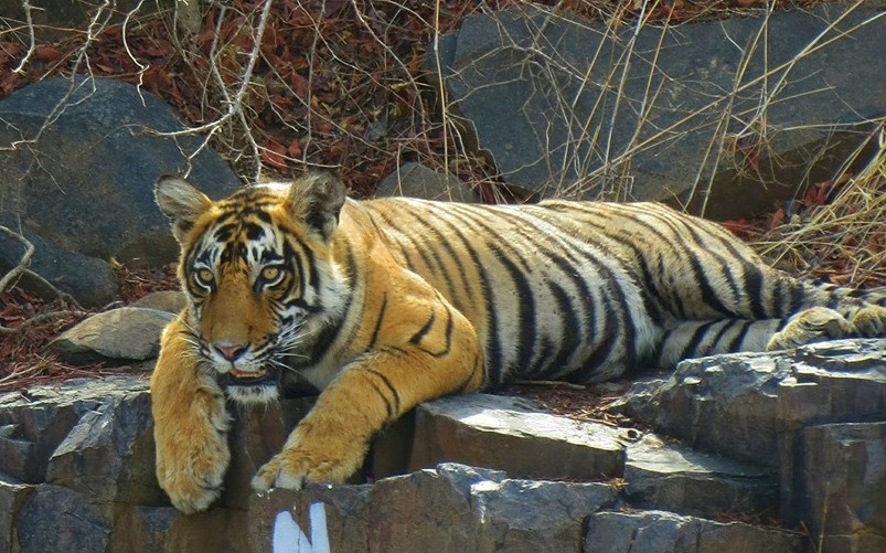 Tiger T 109 aka Veeru in Ranthambhore 