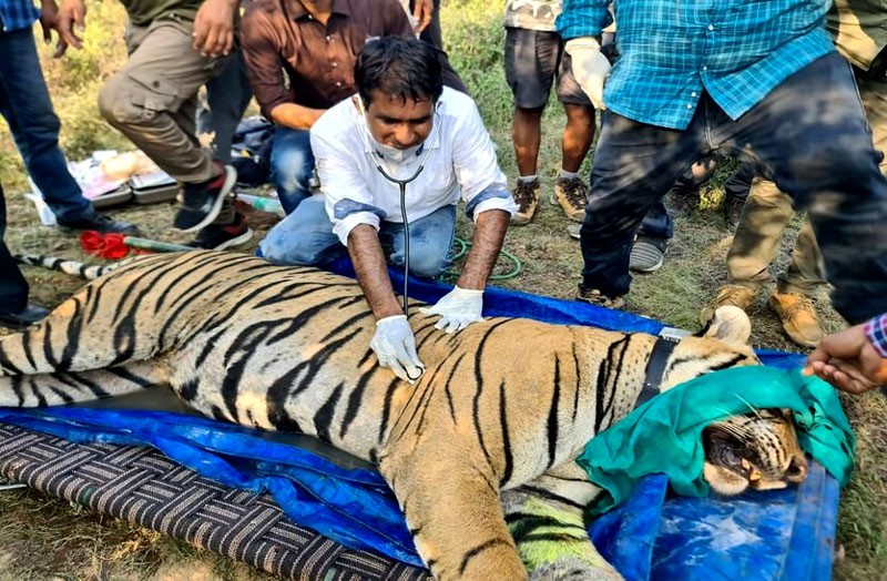 Male Tiger T -113 shifted from Ranthambore National Park to Sariska Tiger Reserve
