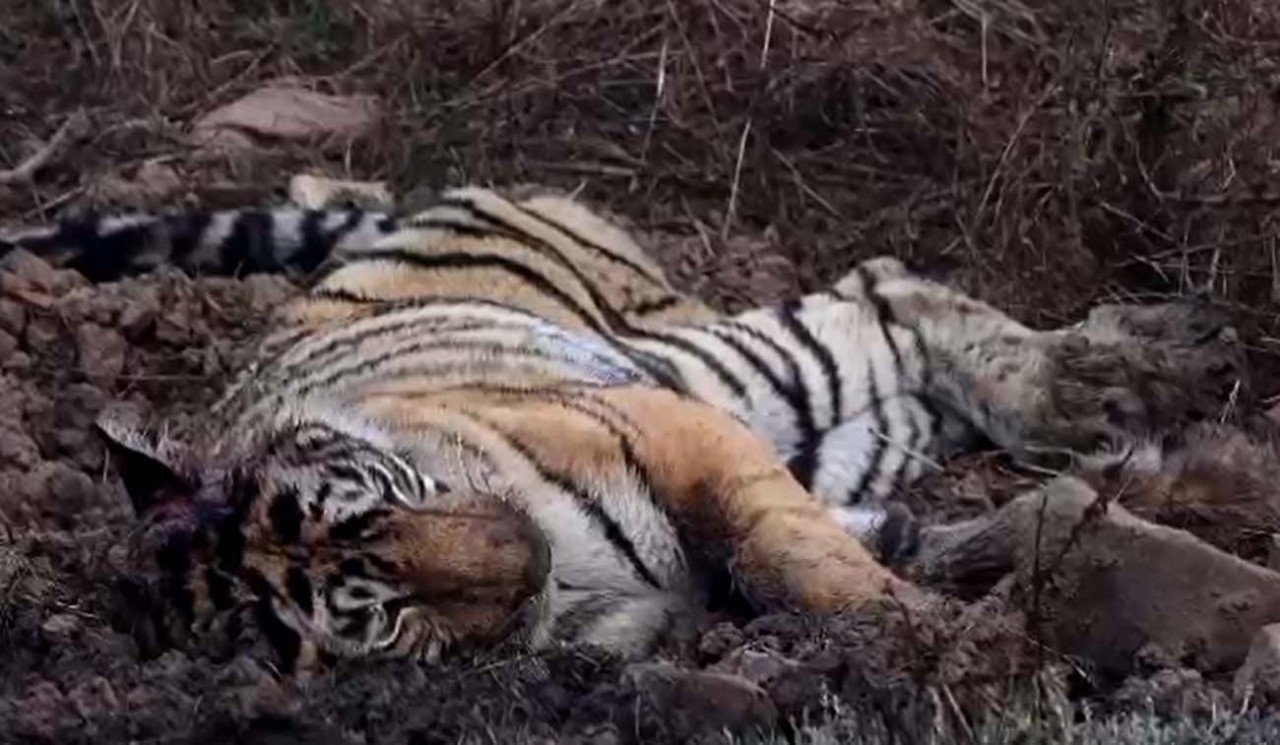 T 19 aka Krishna in Ranthambore