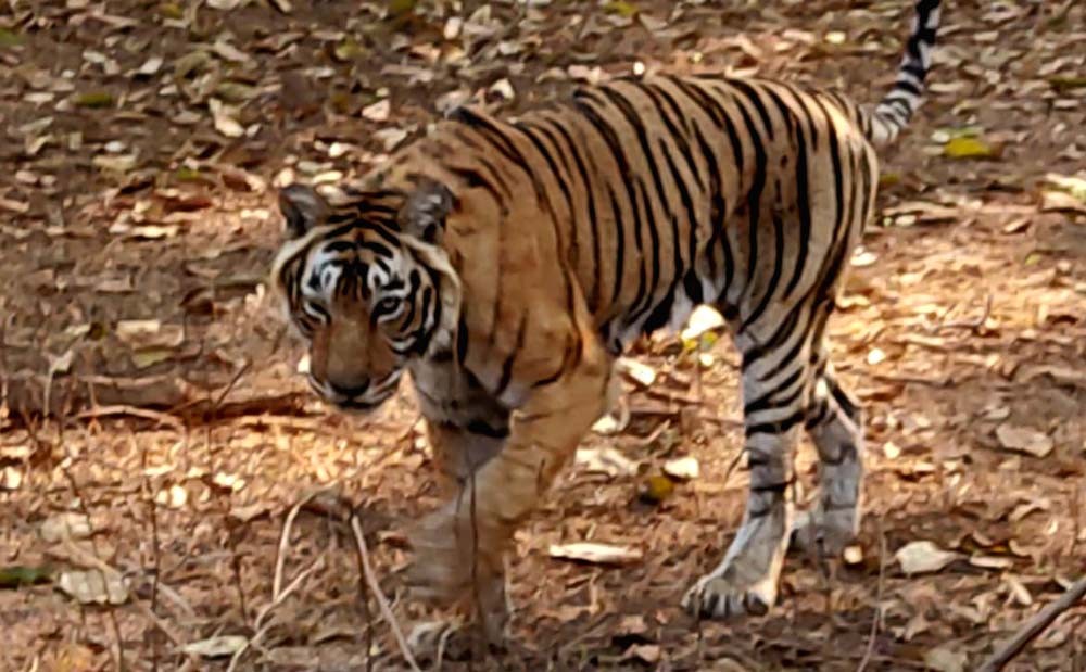 Tigress T 19 Krishna in Ranthambore