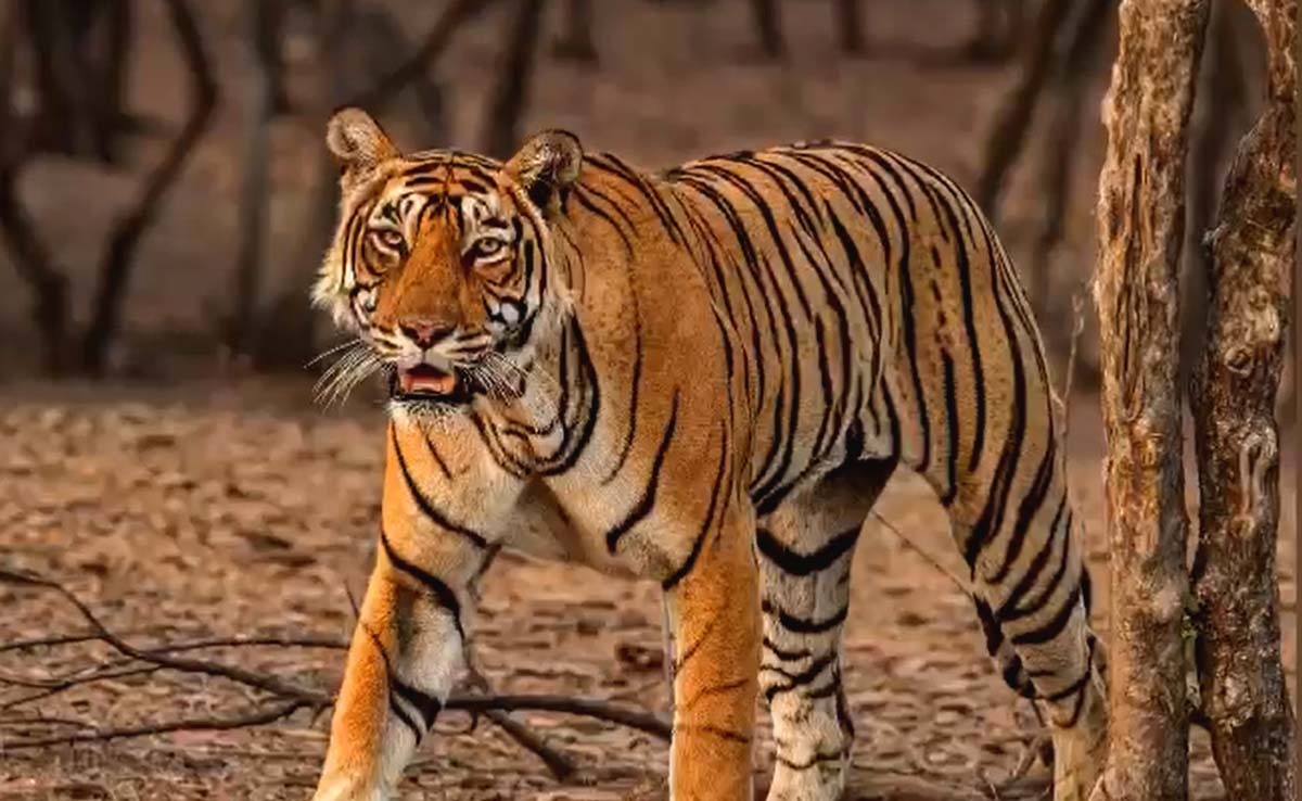Tigress T 19 in Ranthambore