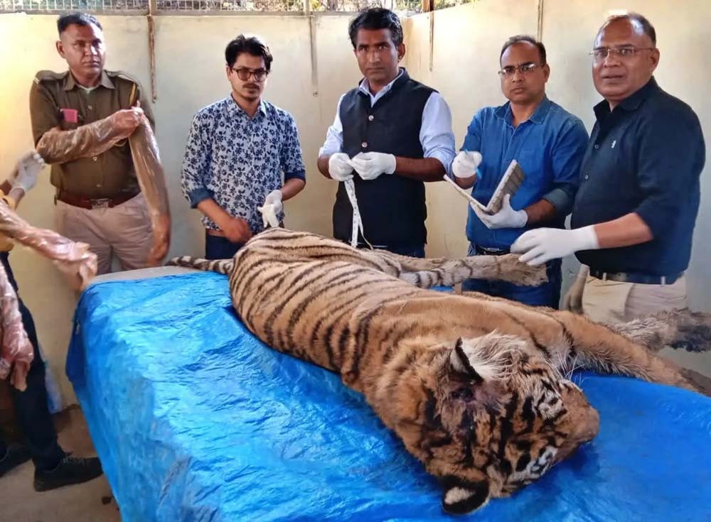 post mortem of tigress krishna