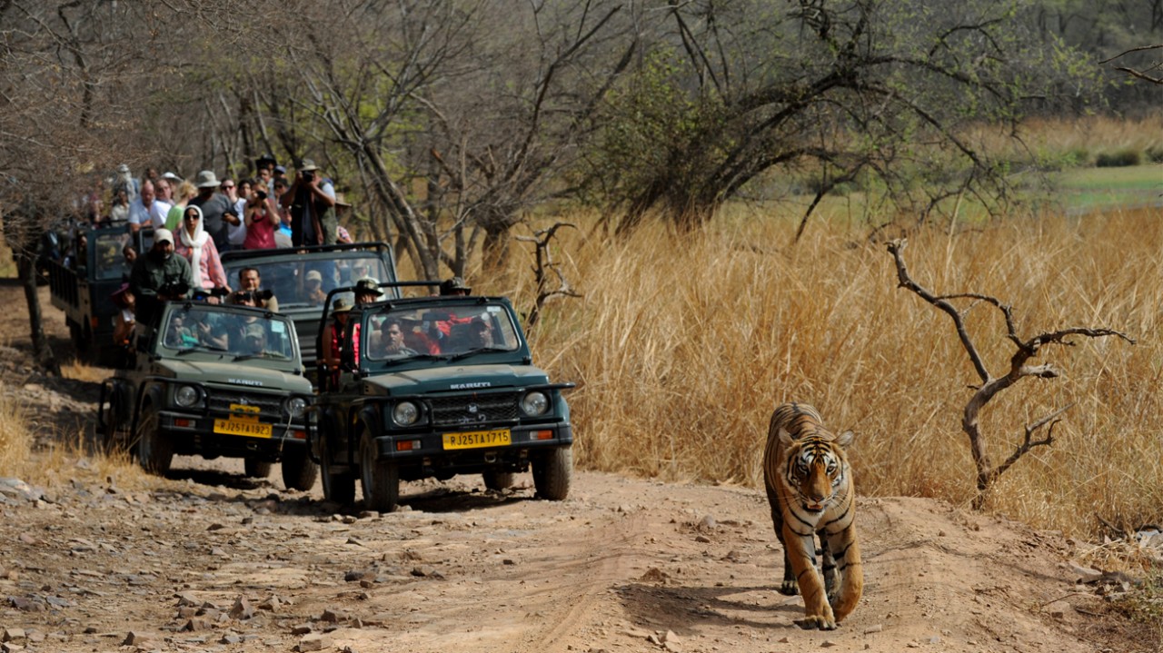 Ranthambore National Park Jungle Safari