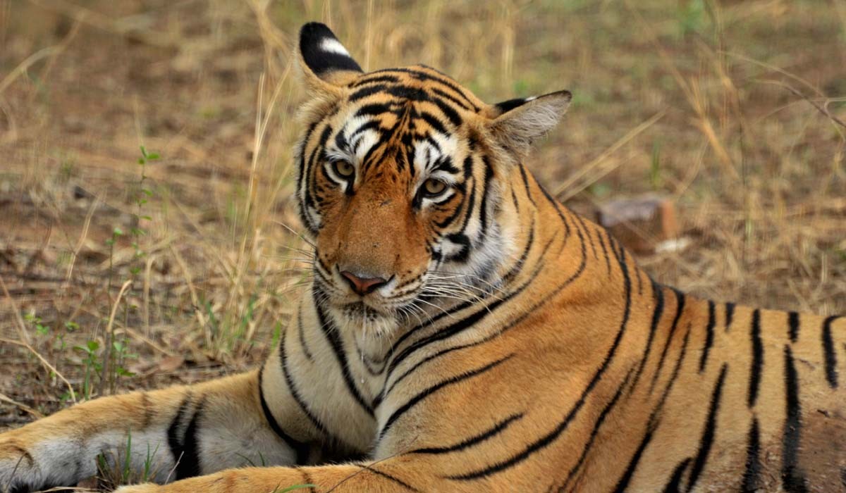 NEWS: Tigress Arrowhead T 84 spotted with three newborn cubs in Ranthambore National Park