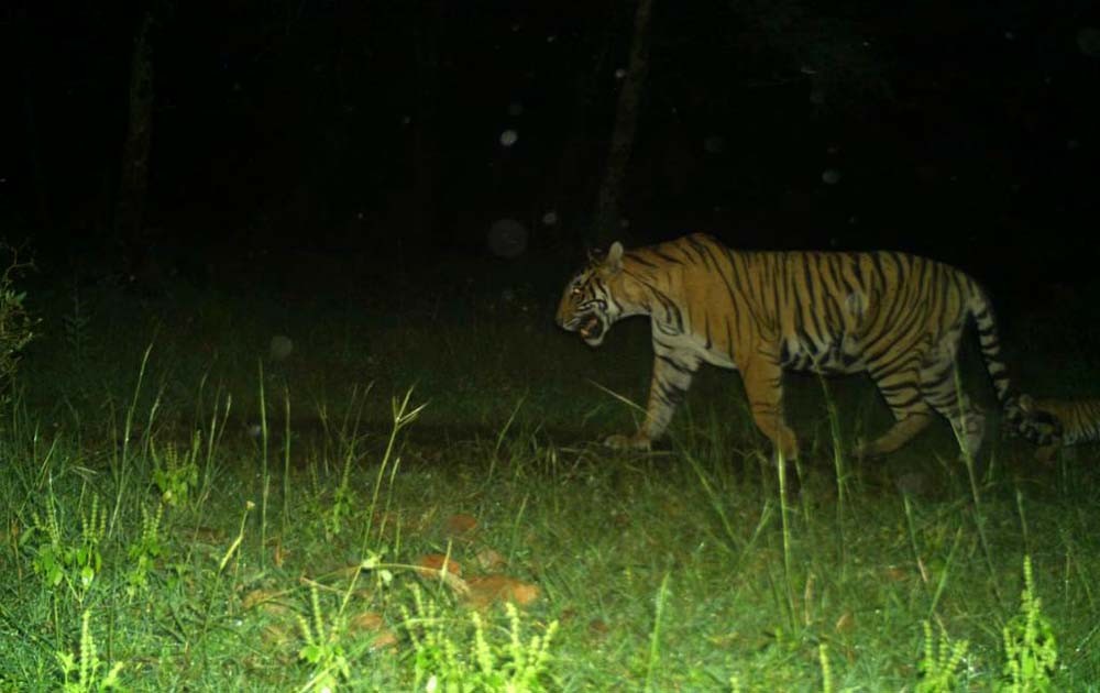 Tigress Sultana Blesses Ranthambore with Third Litter of Cubs: A Triumph for Conservation Efforts