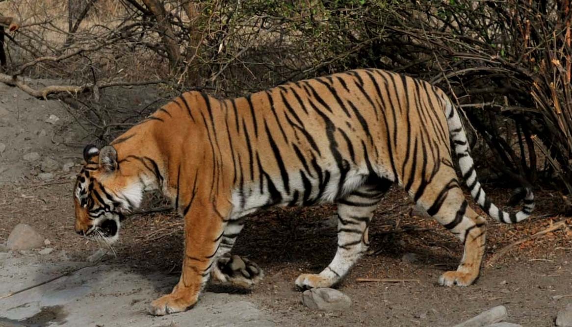 Tigress T 60 in Ranthambore