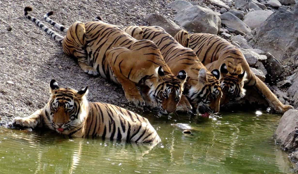 Tigress T 60 with Cubs in Ranthambore