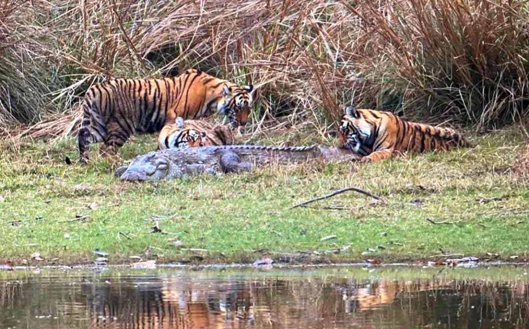 Tigress Riddhi and her cub hunted crocodile in Ranthambore National Park