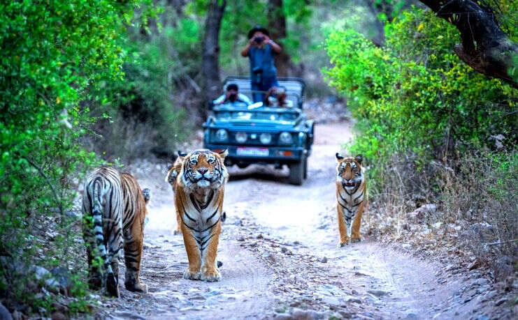 Ranthambore National Park Safari