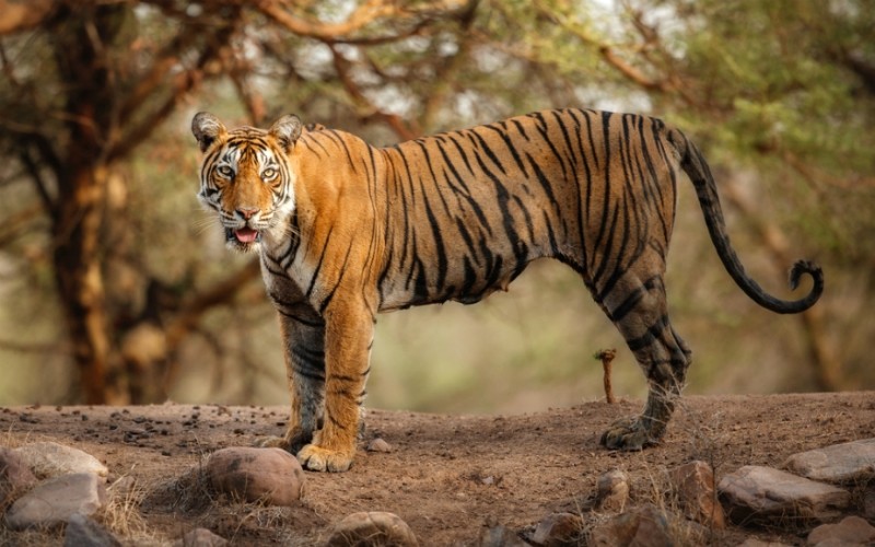 Tiger Reserve and Zoo Officials in Rajasthan are on High Alert due to ...