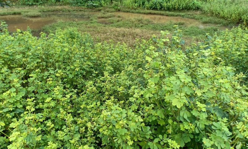 Cassia-Tora-plant-in-Ranthambhore