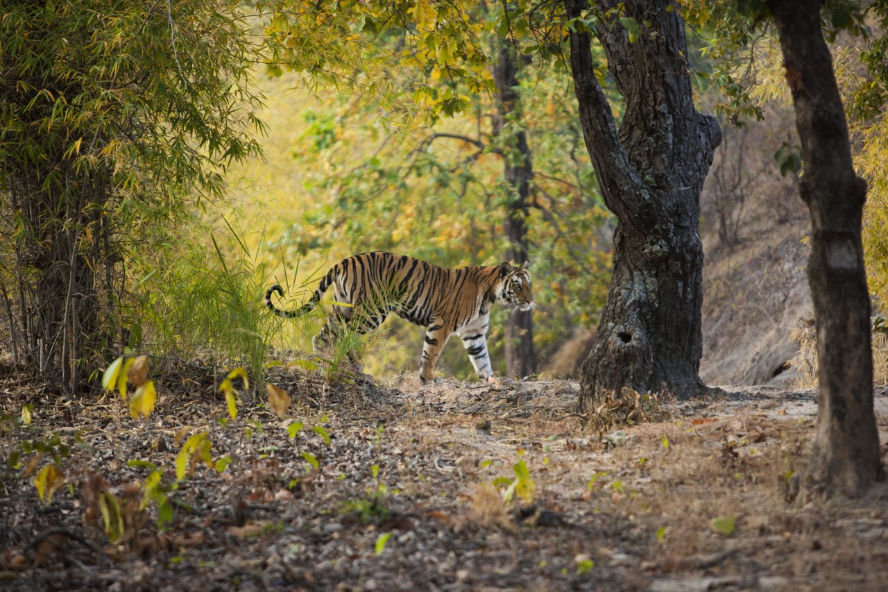 Exploring Ranthambore's Rich History: ranthambhorenationalpark.in