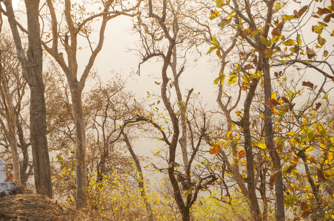 Floral Riches: ranthambhorenationalpark.in