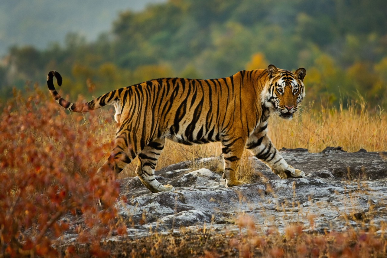 Ranthambore Jungle Safari: ranthambhorenationalpark.in