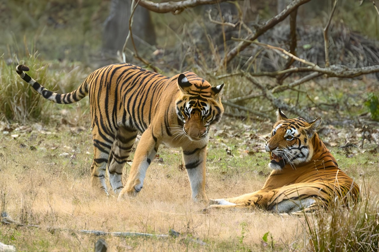 Wildlife In Ranthambore: ranthambhorenationalpark.in