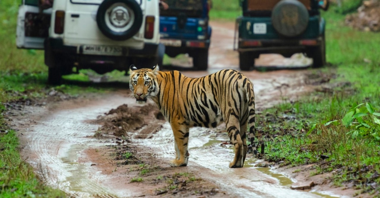 Ranthambore Jeep Safari Booking