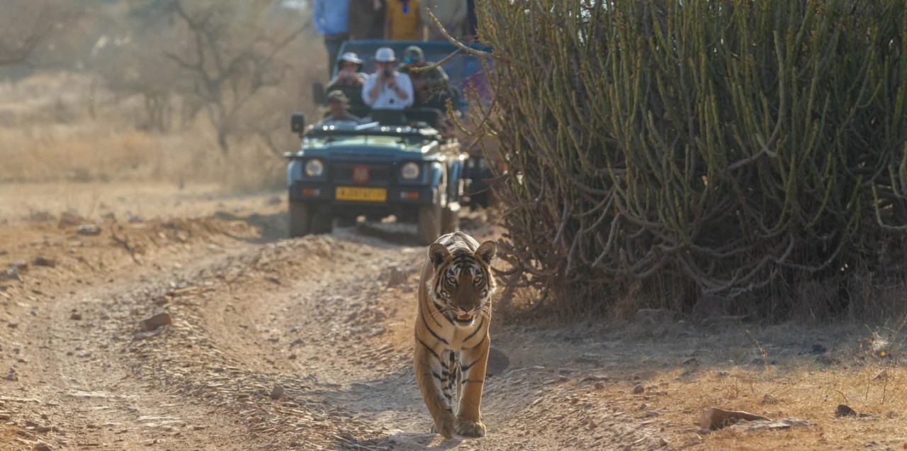 Ranthambore Safari Booking