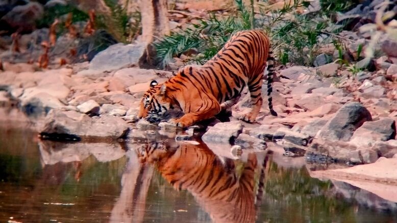 Ranthambhore National Park: Major Changes to Safari Route in Zone 9 for a Better Visitor Experience